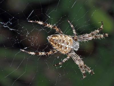 Épeire diadème Araneus diadematus Clerck, 1758