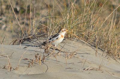 Bruant des neiges Plectrophenax nivalis (Linnaeus, 1758)