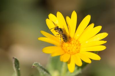 Lasioglossum