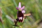 Ophrys du groupe bertolonii, Ophrys de la Drôme Ophrys saratoi E.G.Camus, 1893