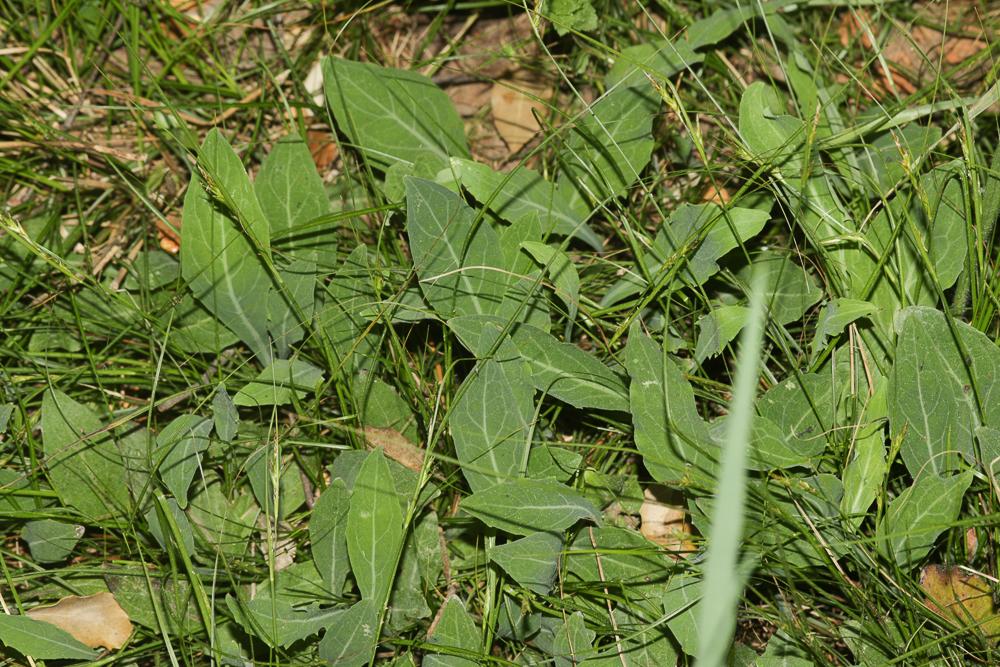 Le Crépis bulbeux Sonchus bulbosus (L.) N.Kilian & Greuter, 2003