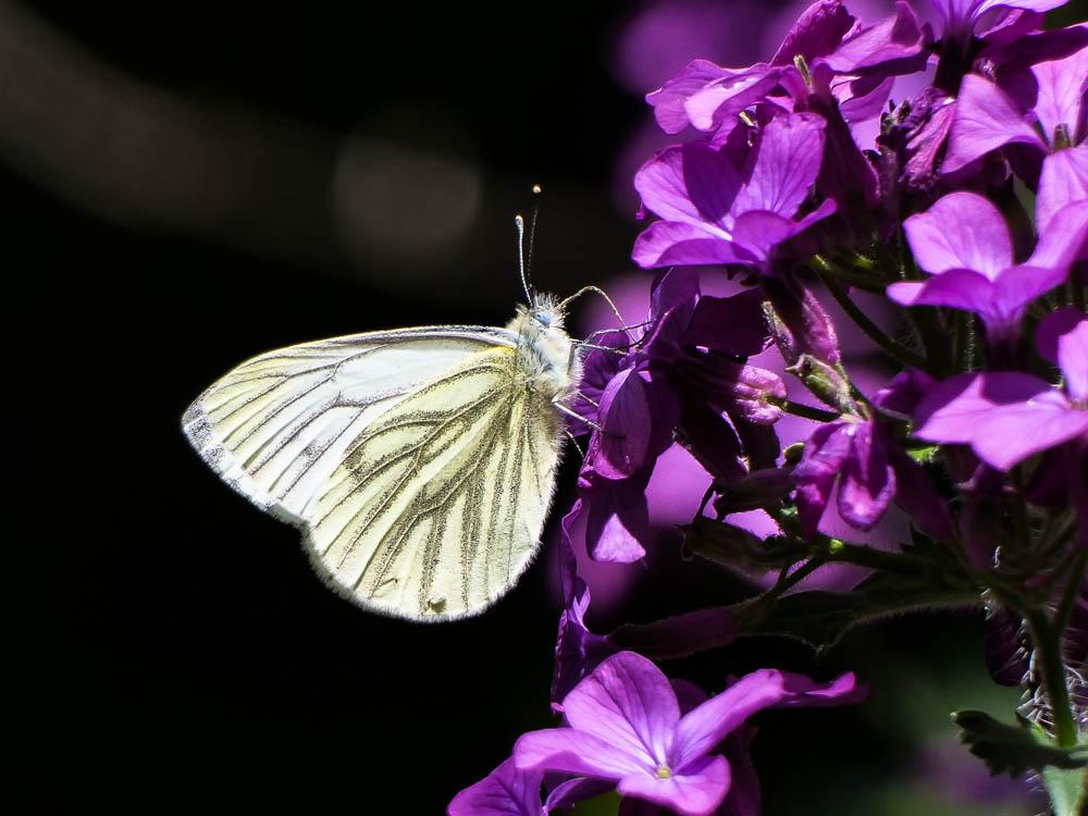 La Piéride du Navet (La), Papillon blanc veiné de ver Pieris napi (Linnaeus, 1758)