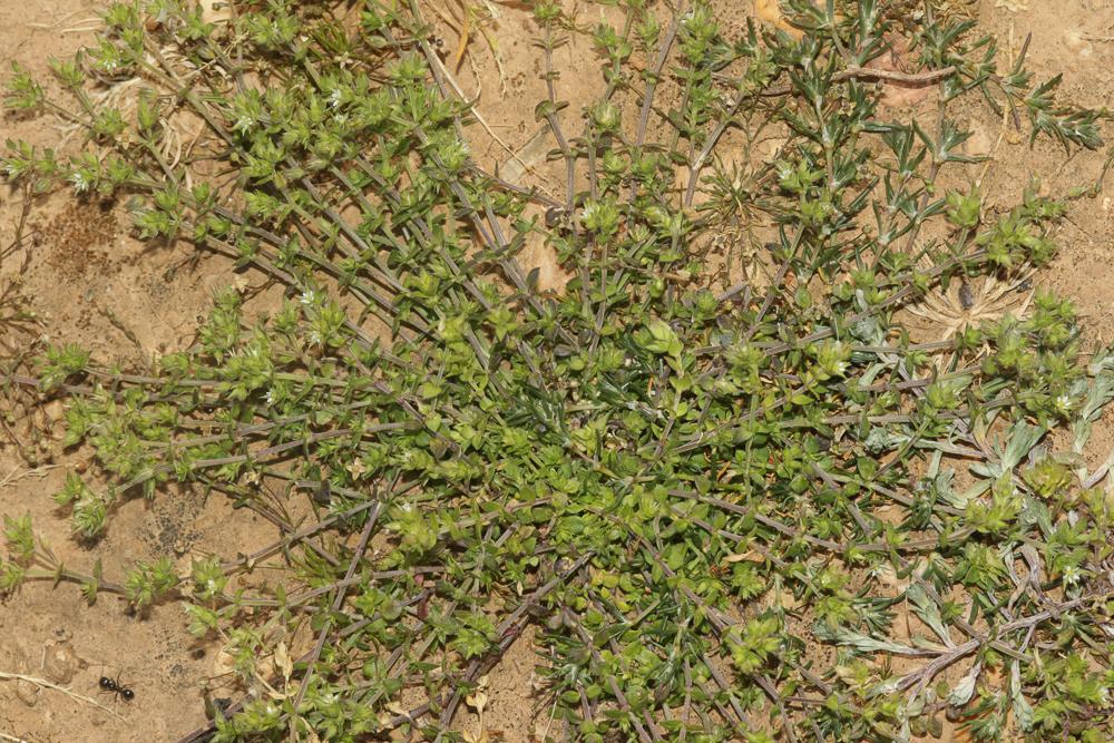 La Sabline à feuilles de serpolet, Sabline des murs Arenaria serpyllifolia L., 1753