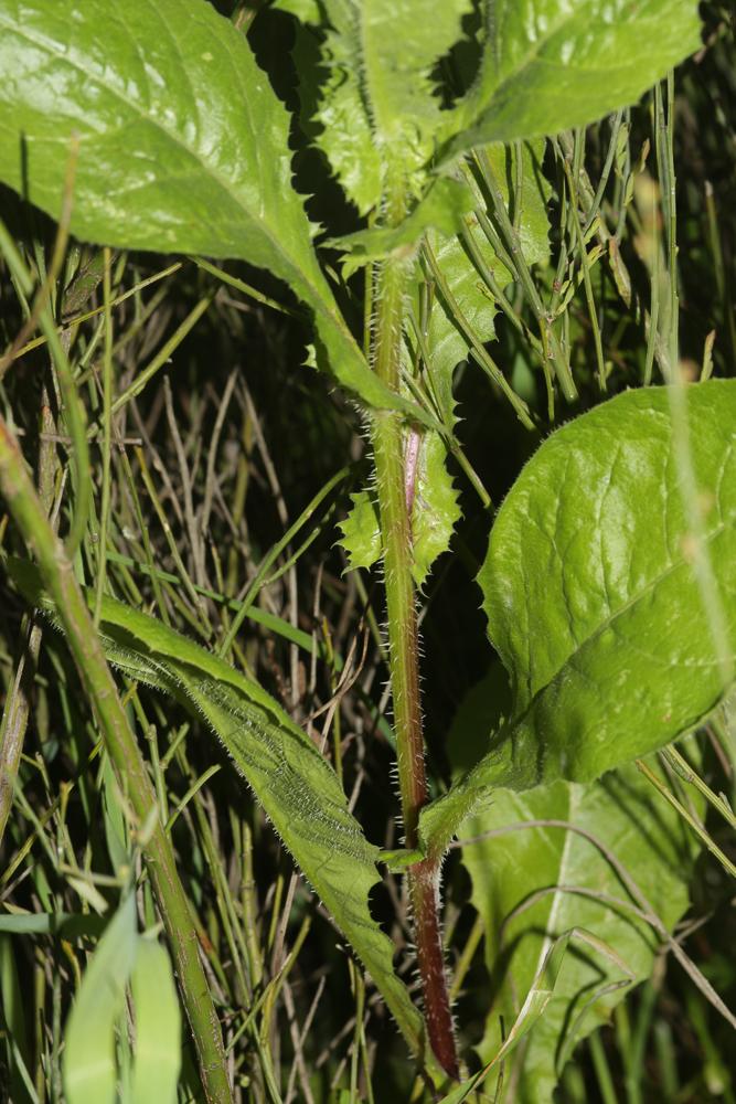 Le Urosperme fausse Picride Urospermum picroides (L.) Scop. ex F.W.Schmidt, 1795