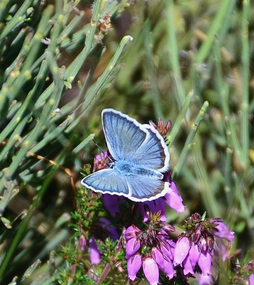 Le Azuré de l'Ajonc (L'), Argus bleu-violet (L'), Arg Plebejus argus (Linnaeus, 1758)