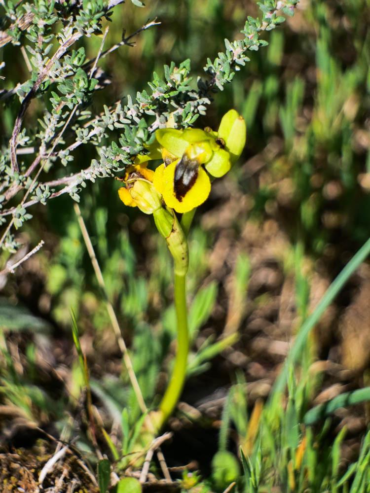 Le Ophrys jaune Ophrys lutea Cav., 1793