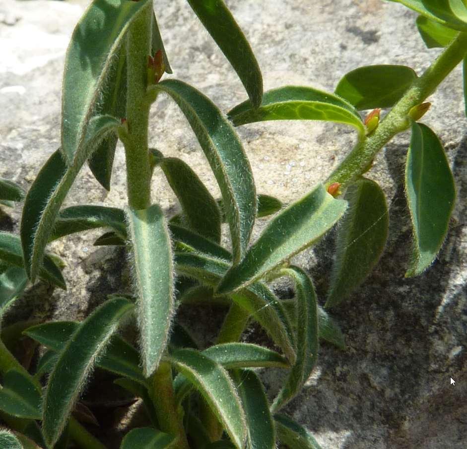Le Euphorbe Euphorbia flavicoma subsp. flavicoma DC., 1813