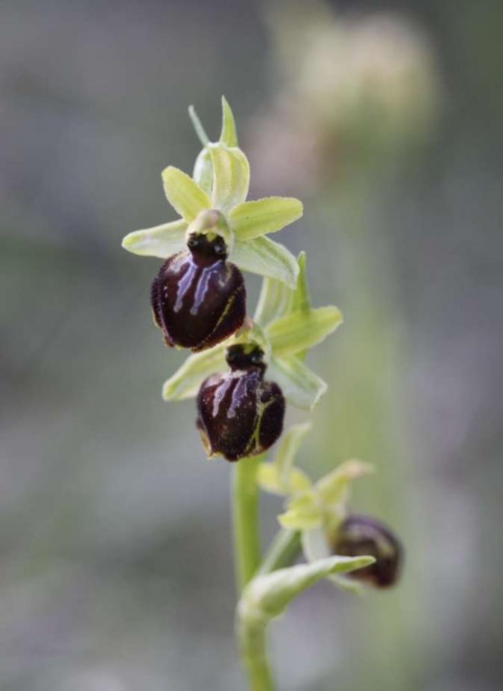 Le  sp. Ophrys L., 1753 sp.