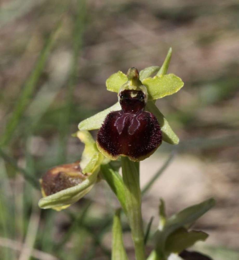  Ophrys L., 1753