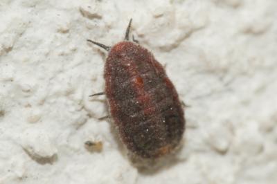 Cochenille australienne Icerya purchasi Maskell, 1879