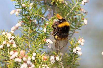 Bombus terrestris