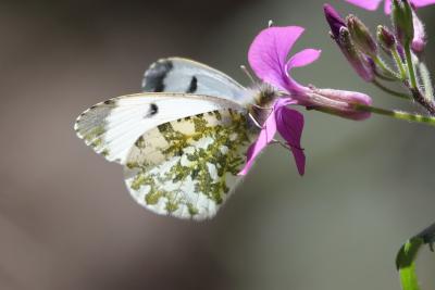 Aurore (L') Anthocharis cardamines (Linnaeus, 1758)