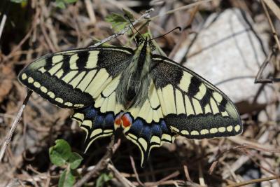 Papilio machaon