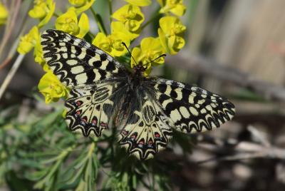 Zerynthia polyxena