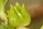 Renoncule à petites pointes, Pied-de-coq Ranunculus muricatus L., 1753