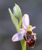 Ophrys bécasse Ophrys scolopax Cav., 1793