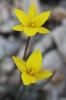 Tulipe des Alpes, Tulipe du Midi Tulipa sylvestris subsp. australis (Link) Pamp., 1914
