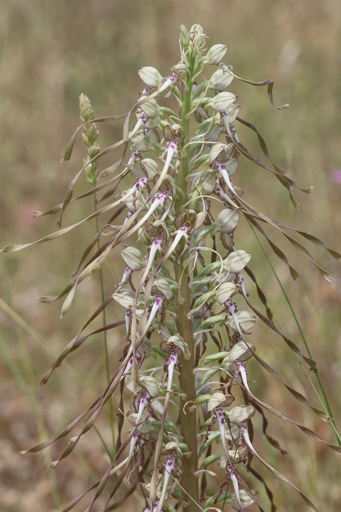 Orchis bouc, Himantoglosse à odeur de bouc Himantoglossum hircinum (L.) Spreng., 1826