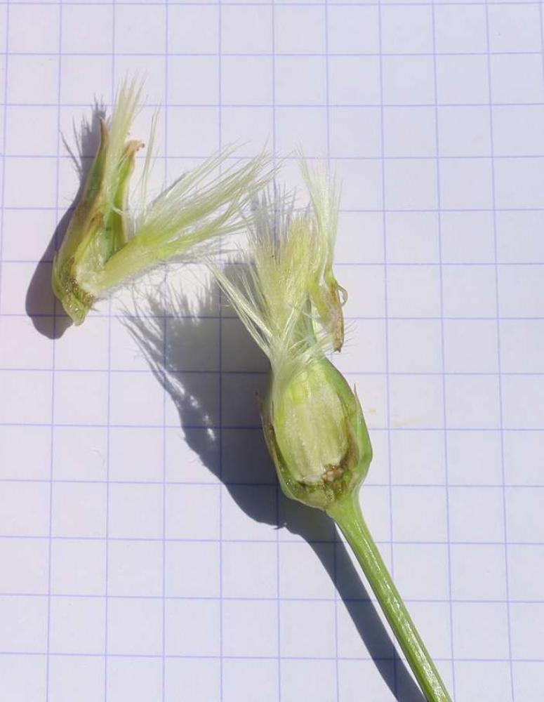 Le Scorsonère à feuilles poilues, Scorzonère hirsute Scorzonera hirsuta L., 1771