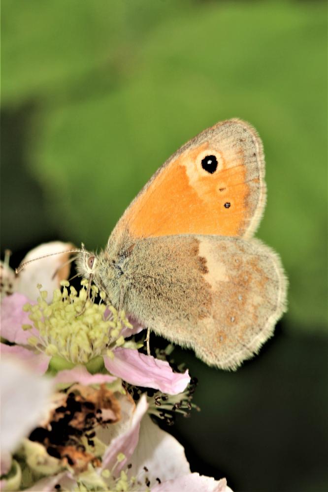 Fadet commun (Le), Procris (Le), Petit Papillon de Coenonympha pamphilus (Linnaeus, 1758)