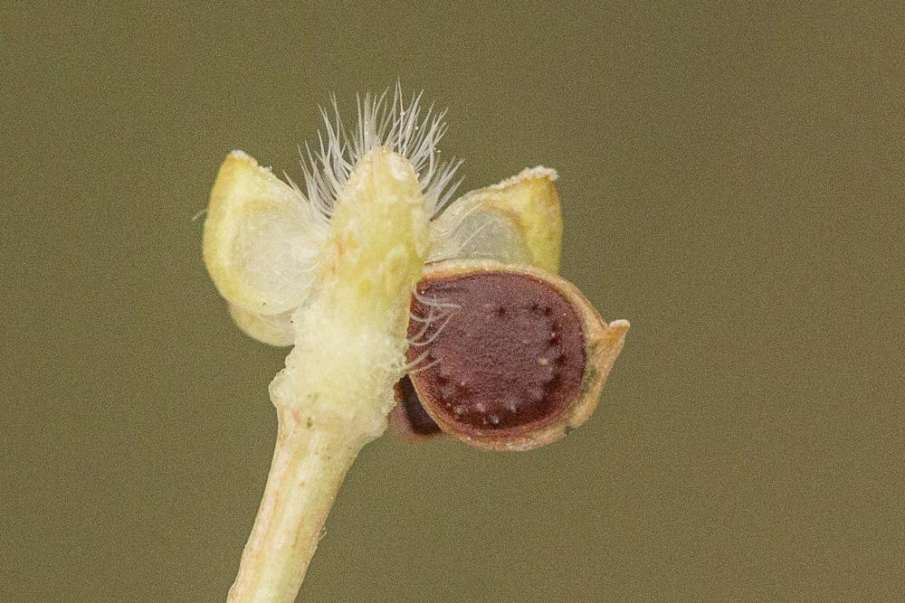 Renoncule sarde, Sardonie Ranunculus sardous Crantz, 1763