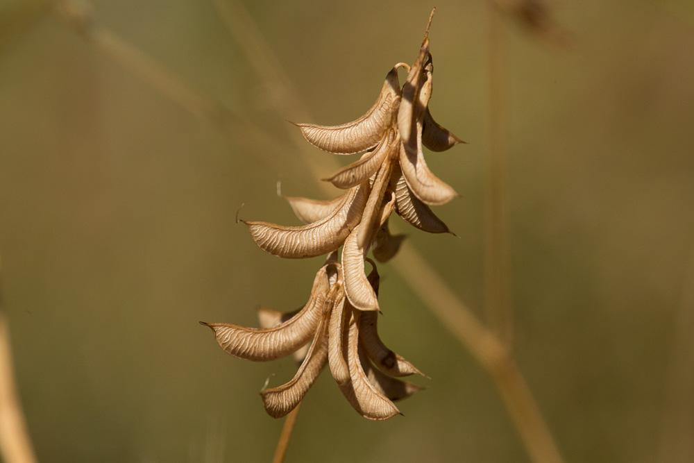 La Trigonelle comestible Trigonella esculenta Willd., 1809
