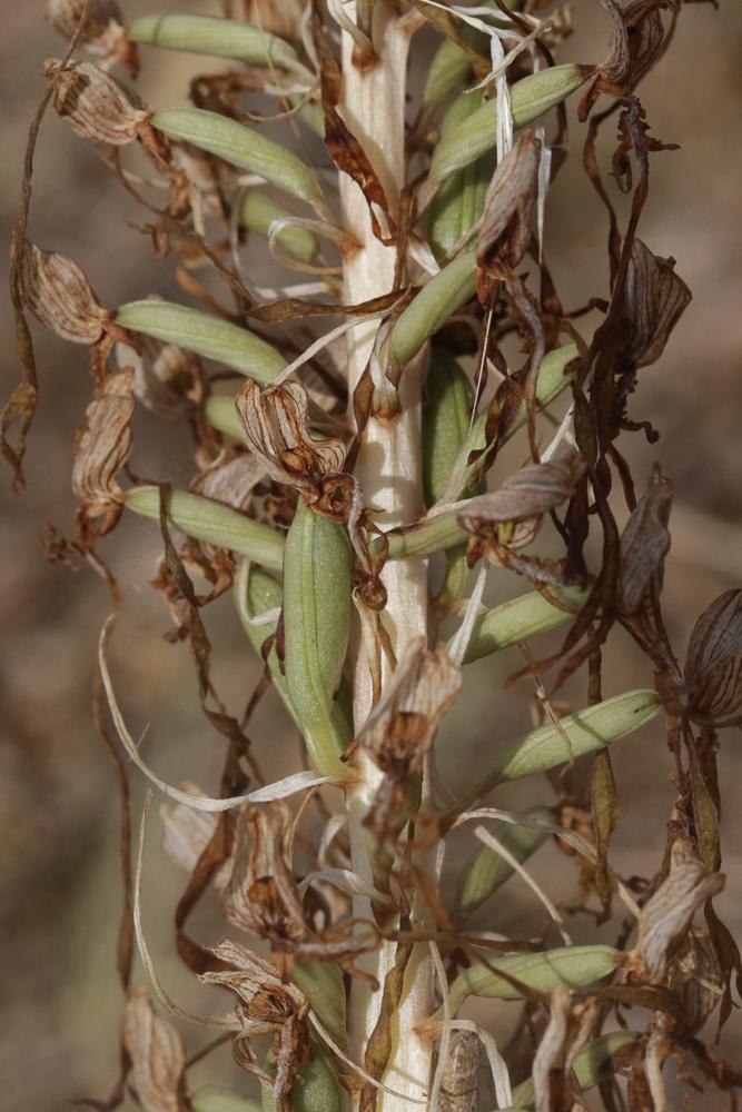 Le Orchis bouc, Himantoglosse à odeur de bouc Himantoglossum hircinum (L.) Spreng., 1826