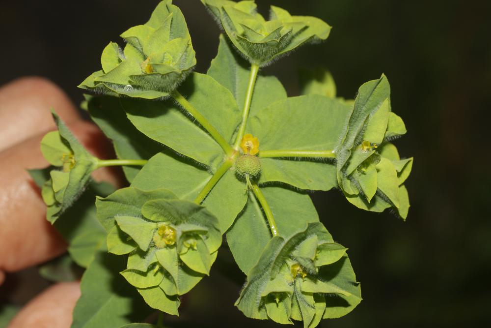 Le Euphorbe hirsute Euphorbia hirsuta L., 1759