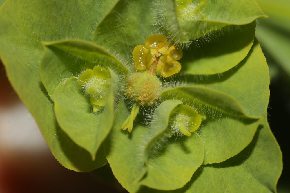 Le Euphorbe hirsute Euphorbia hirsuta L., 1759