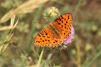 Chiffre (Le) Fabriciana niobe (Linnaeus, 1758)