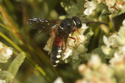  Asmisapyga octoguttata (Dufour, 1849)