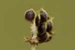 Renoncule bulbeuse Ranunculus bulbosus L., 1753