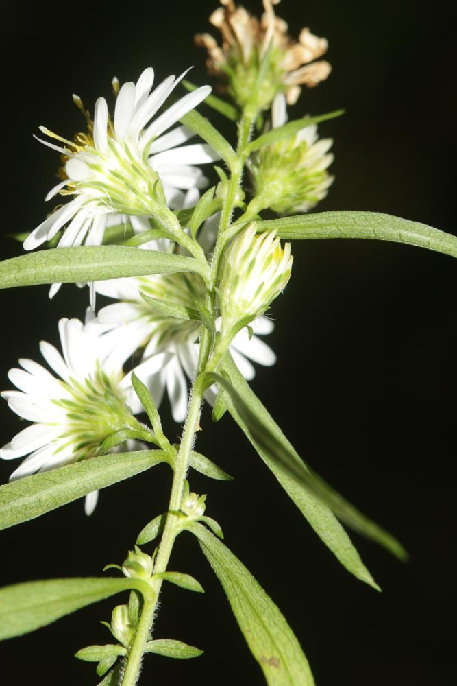 Le Aster à feuilles de Saule Symphyotrichum x salignum (Willd.) G.L.Nesom, 1995