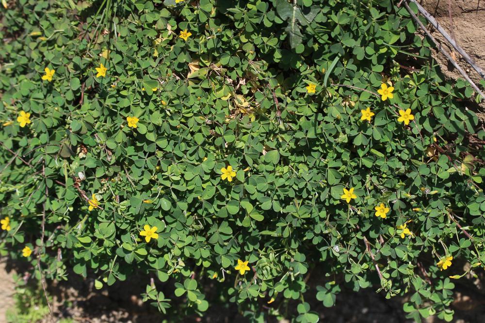 Le Oxalis corniculé, Trèfle jaune Oxalis corniculata L., 1753