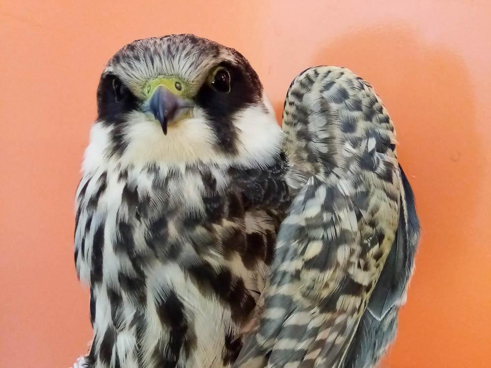 Le Faucon hobereau Falco subbuteo Linnaeus, 1758