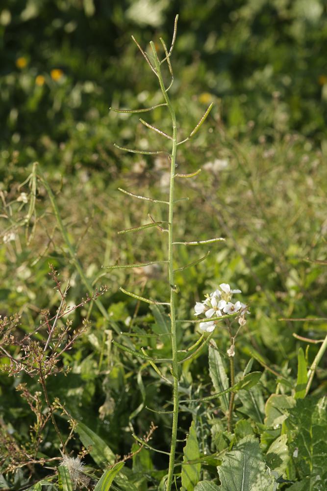 Diplotaxe fausse-roquette, Roquette blanche Diplotaxis erucoides (L.) DC., 1821