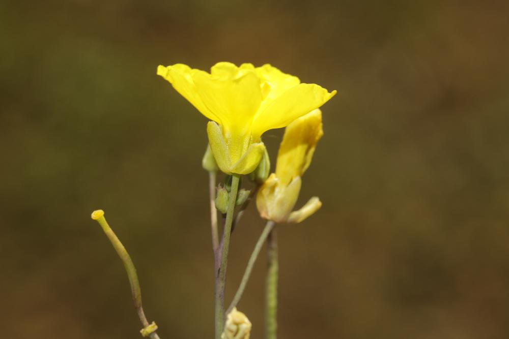 Le Diplotaxe vulgaire, Roquette jaune Diplotaxis tenuifolia (L.) DC., 1821