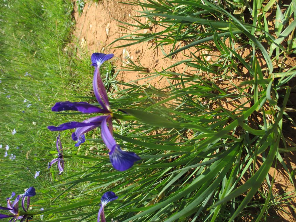 Le Iris maritime Iris reichenbachiana Klatt, 1866