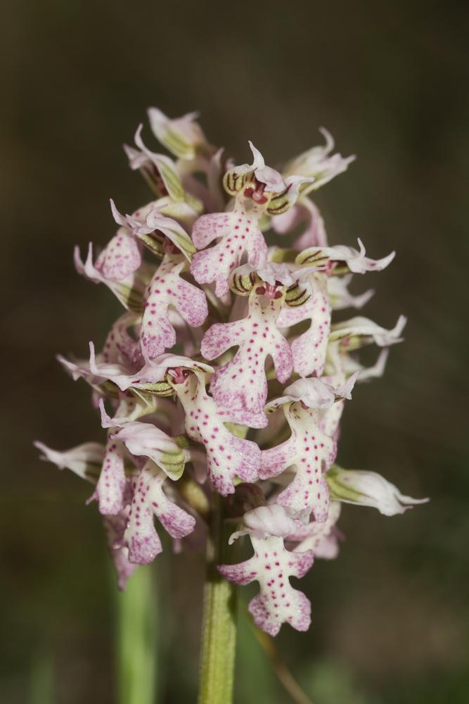 Orchis laiteux, Orchis lacté Neotinea lactea (Poir.) R.M.Bateman, Pridgeon & M.W.Chase, 1997