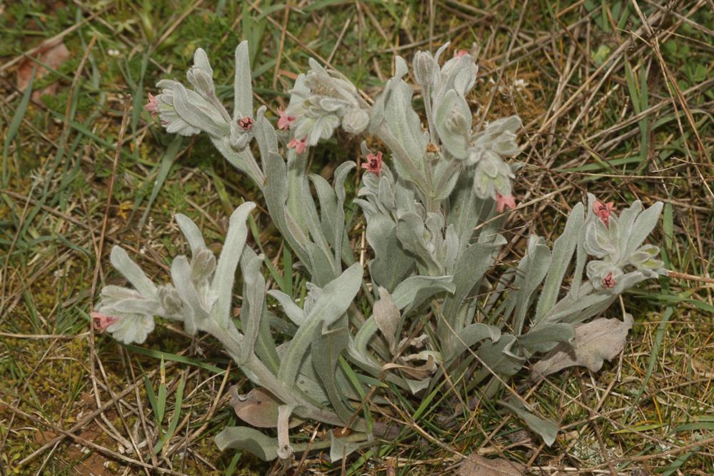 Le Cynoglosse à feuilles de Giroflée Pardoglossum cheirifolium (L.) Barbier & Mathez, 1973