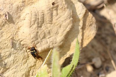  Celonites abbreviatus (Villers, 1789)