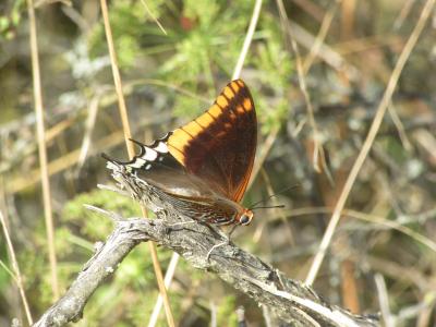 Charaxes jasius