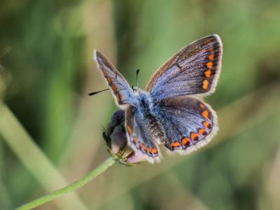 Polyommatus icarus