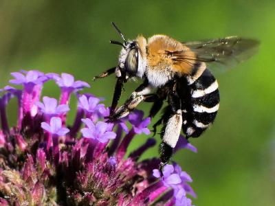 Amegilla quadrifasciata