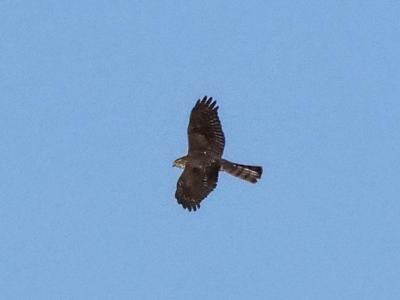 Épervier d'Europe Accipiter nisus (Linnaeus, 1758)