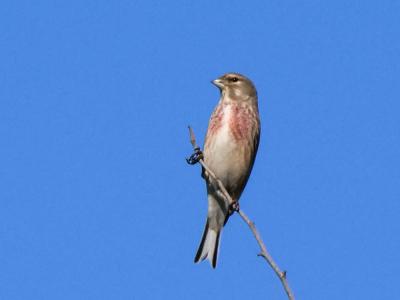 Linotte mélodieuse Carduelis cannabina (Linnaeus, 1758)