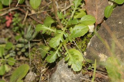Centranthe chausse-trappe, Centranthe Chausse-trap Centranthus calcitrapae (L.) Dufr., 1811