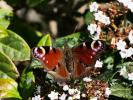 Paon-du-jour (Le), Paon de jour (Le), Oeil -de-Pao Aglais io (Linnaeus, 1758)