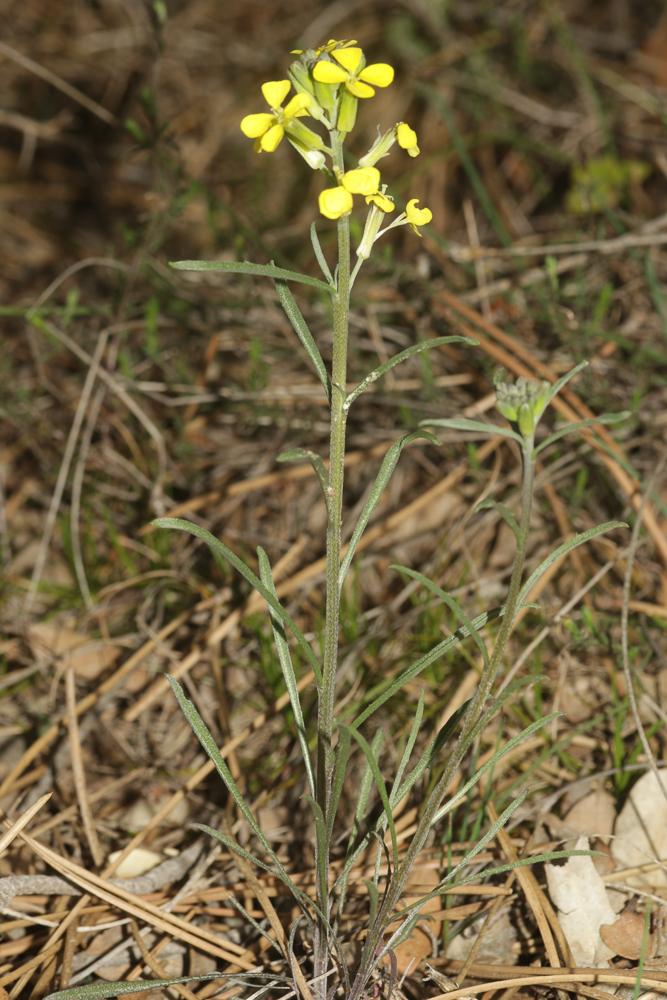 Le Vélar de Provence Erysimum nevadense subsp. collisparsum (Jord.) P.W.Ball, 1990