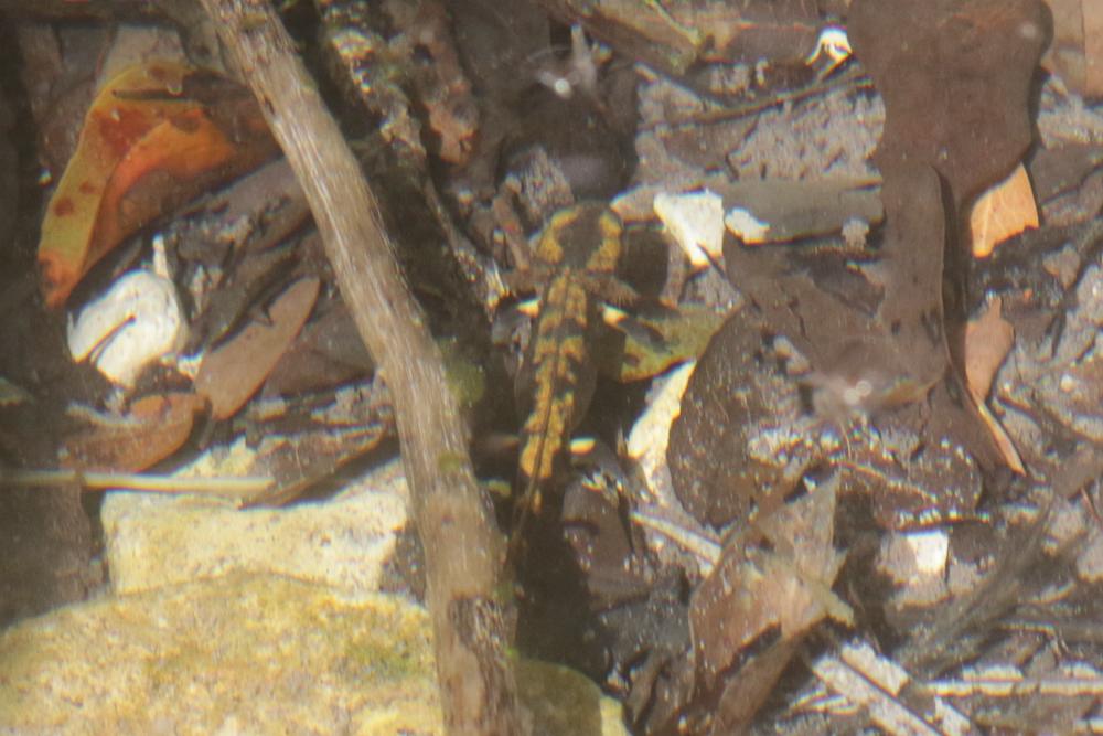 Salamandre tachetée Salamandra salamandra (Linnaeus, 1758)